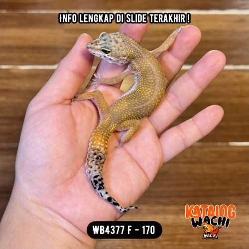 WB4377 F | Ovulasi, Siap Kawin 👌🏻