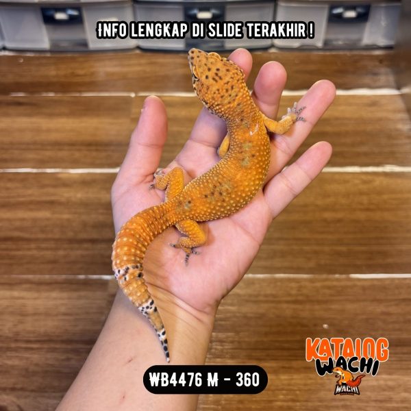 WB4476 M | Pedas Banget 🥵🌶️