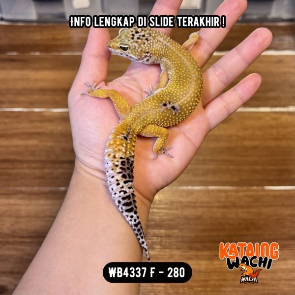 WB4337 F | Ovulasi, Siap Kawin 👌🏻