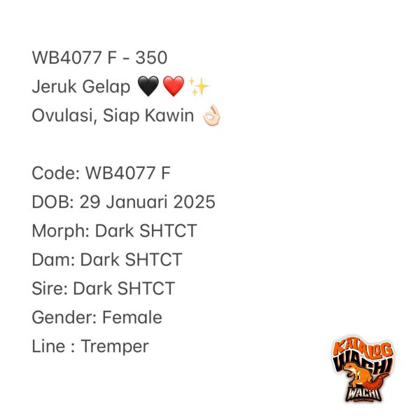 WB4077 F | Jeruk Gelap 🖤❤️✨ Ovulasi, Siap Kawin 👌🏻