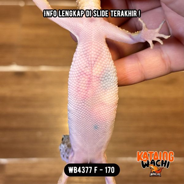 WB4377 F | Ovulasi, Siap Kawin 👌🏻
