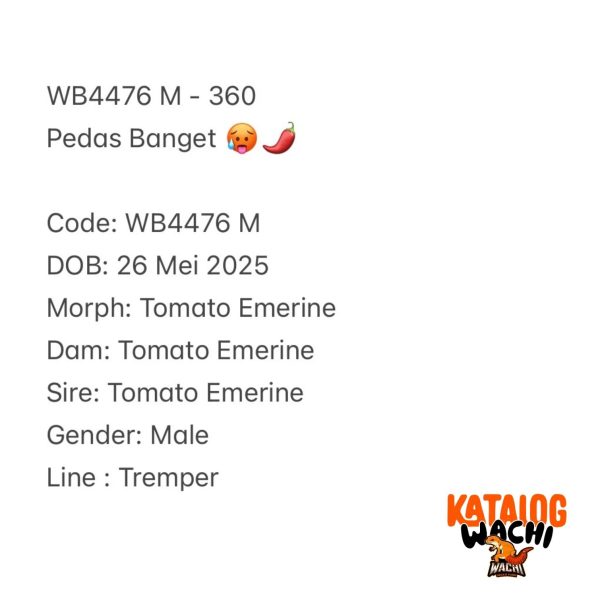 WB4476 M | Pedas Banget 🥵🌶️
