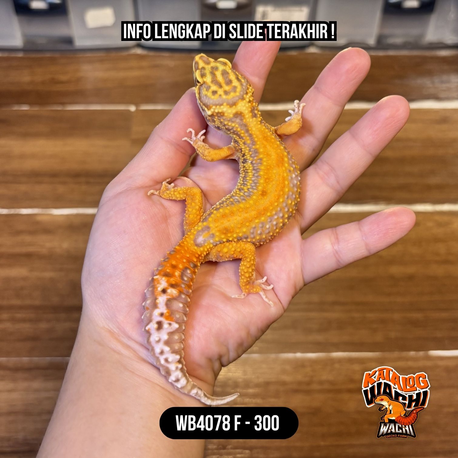 WB4078 F | Warna Menyala 🔥