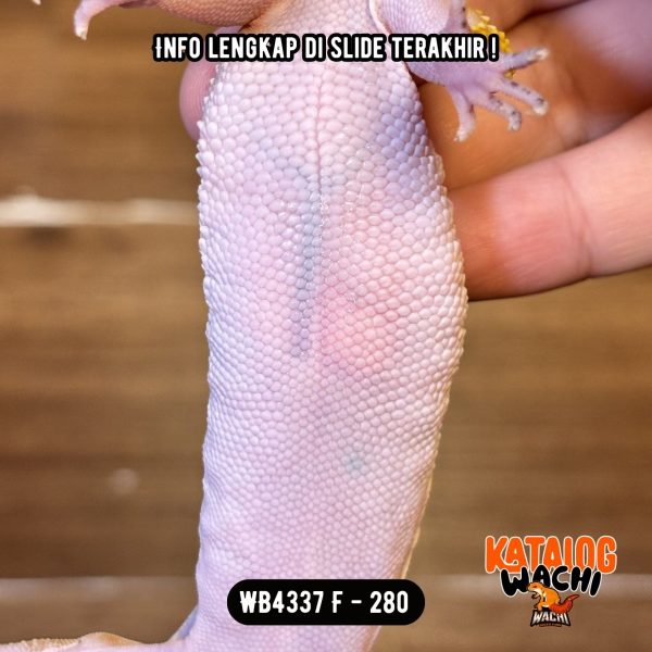 WB4337 F | Ovulasi, Siap Kawin 👌🏻