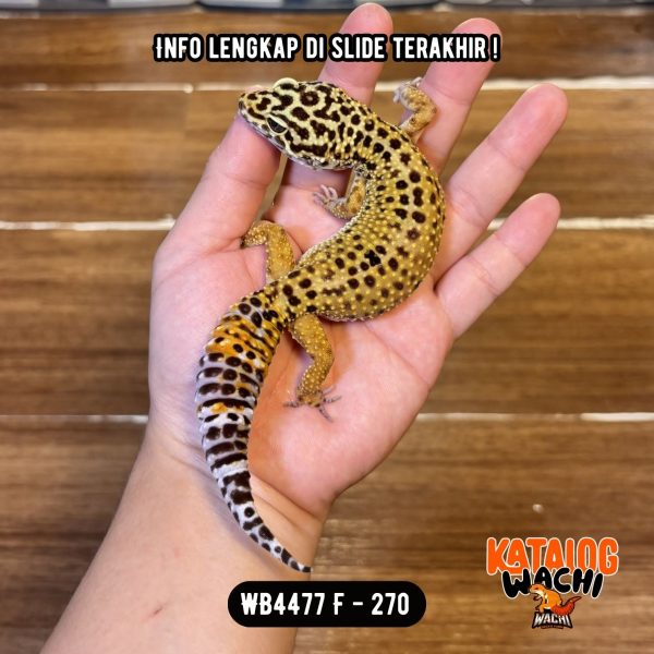 WB4477 F | GEMBUL2 GITU 🤗 Ovulasi, Siap Kawin 👌🏻