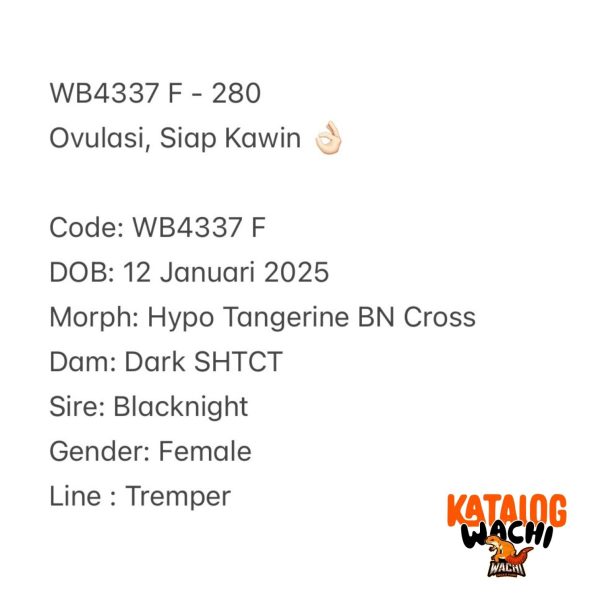 WB4337 F | Ovulasi, Siap Kawin 👌🏻