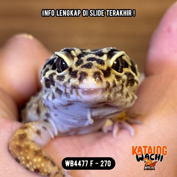 WB4477 F | GEMBUL2 GITU 🤗 Ovulasi, Siap Kawin 👌🏻