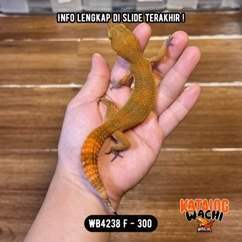 118 WB4238 F | Jeruk Gelap 🖤❤️✨ Ovulasi, Siap Kawin 👌🏻