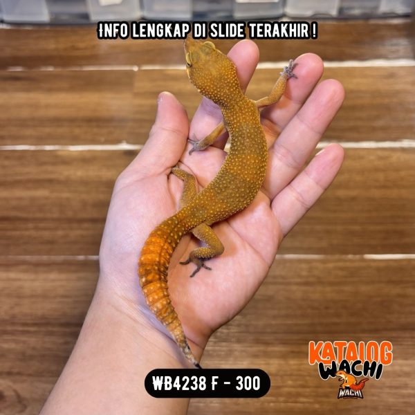 WB4238 F | Jeruk Gelap 🖤❤️✨ Ovulasi, Siap Kawin 👌🏻