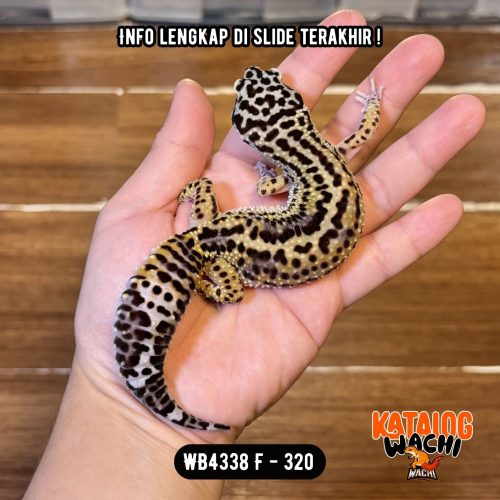 WB4338 F | IRENG GENDUT 🤗 Ovulasi, Siap Kawin 👌🏻