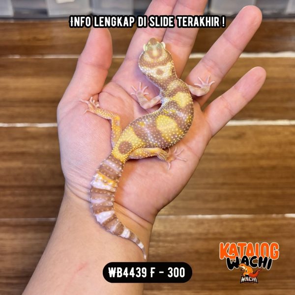 WB4439 F | Warna Unik 🤩 Ovulasi, Siap Kawin 👌🏻