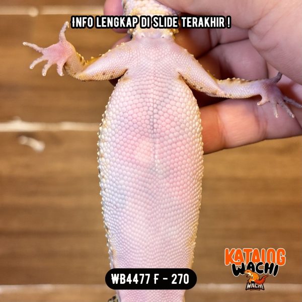 WB4477 F | GEMBUL2 GITU 🤗 Ovulasi, Siap Kawin 👌🏻