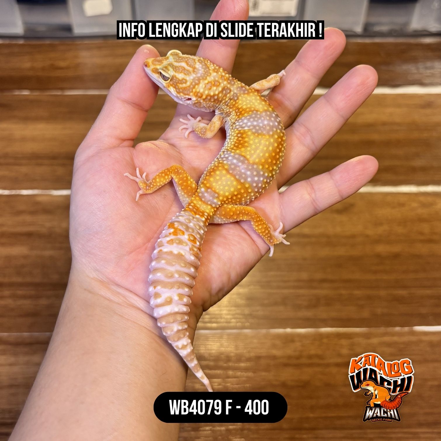 WB4079 F | Warna CAKEP BANGET 🤍💛🧡