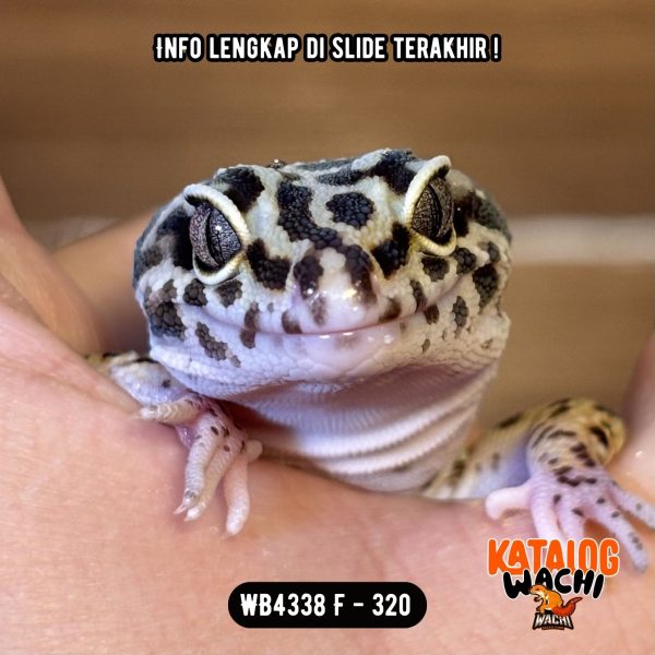 WB4338 F | IRENG GENDUT 🤗 Ovulasi, Siap Kawin 👌🏻