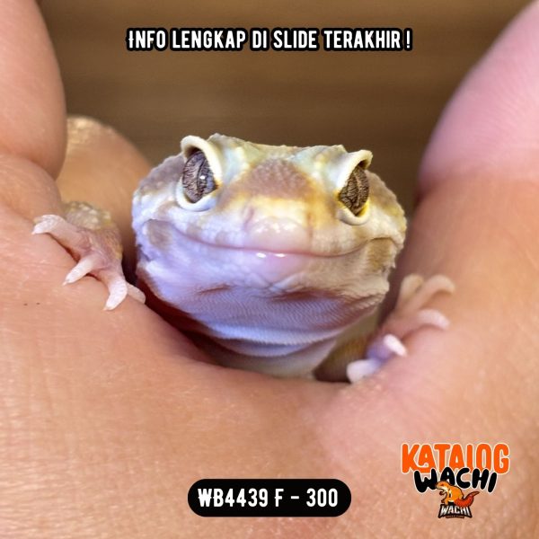 WB4439 F | Warna Unik 🤩 Ovulasi, Siap Kawin 👌🏻
