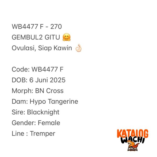 WB4477 F | GEMBUL2 GITU 🤗 Ovulasi, Siap Kawin 👌🏻