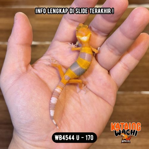 WB4544 U | Baby Sunglow 🍊🔥