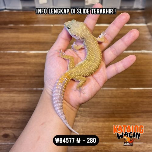 WB4577 M | Super Rare Morph 🤯
