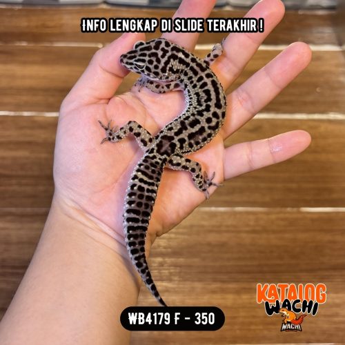 120 WB4179 F | Ireng Murmer 🖤✨