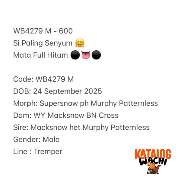 WB4278 F | Si Paling Senyum 🥰 Mata Full Hitam ⚫️👅⚫️