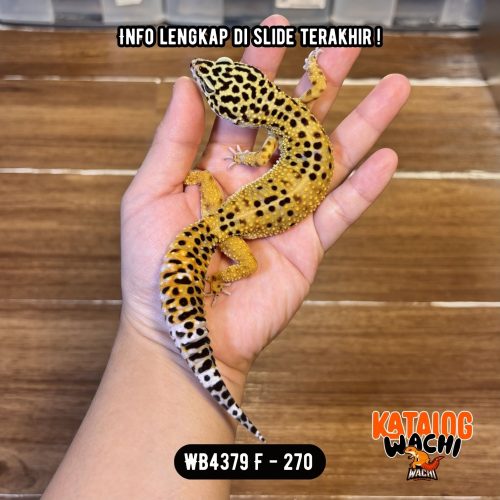 WB4379 F | Ovulasi, Siap Kawin 👌🏻