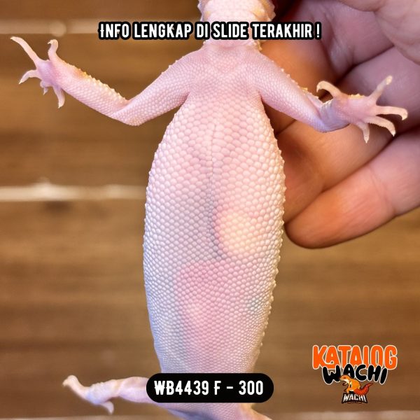 WB4439 F | Warna Unik 🤩 Ovulasi, Siap Kawin 👌🏻