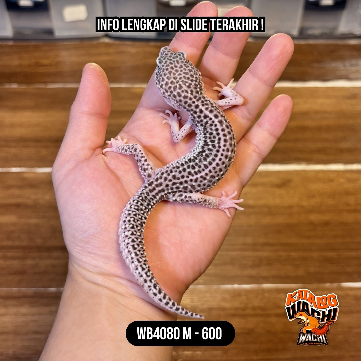 WB4080 M | Si Paling Senyum 🤗 Mata Full Hitam ⚫️👅⚫️