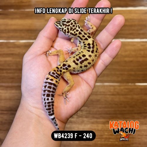 122 WB4239 F | Ovulasi, Siap Kawin 👌🏻