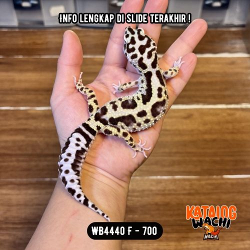 WB4440 F | Cosplay Sapi 🐄