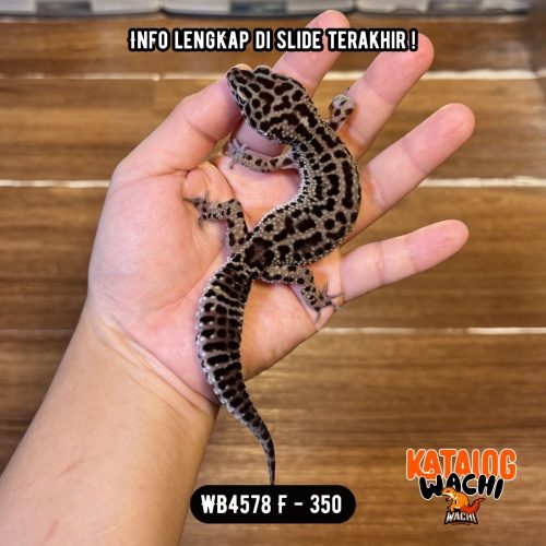 WB4578 F | Ireng Cakep 🖤✨