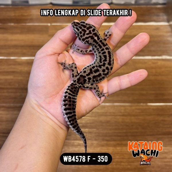 WB4578 F | Ireng Cakep 🖤✨