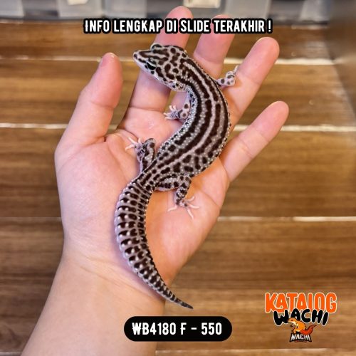 123 WB4180 F | Si Paling Senyum 🥰
Mata Full Hitam ⚫️👅⚫️