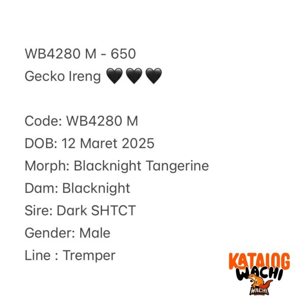 WB4279 M | Si Paling Senyum 🤗 Mata Full Hitam ⚫️👅⚫️