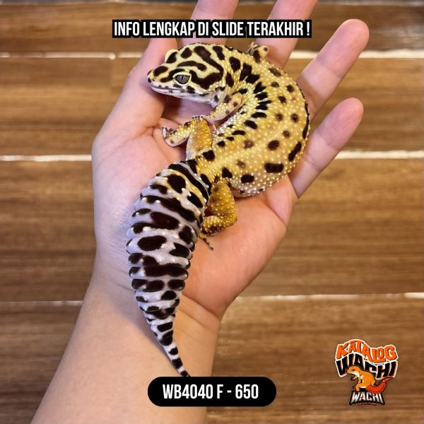 WB4040 F | GEMBROT MAKSIMAL 😭😭😭