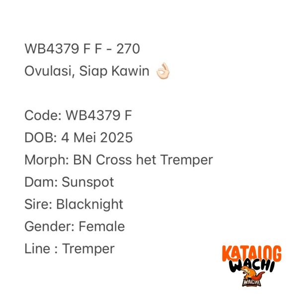 WB4379 F | Ovulasi, Siap Kawin 👌🏻