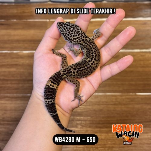 WB4280 M | Gecko Ireng 🖤🖤🖤