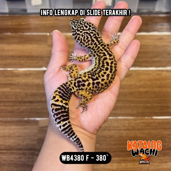 WB4380 F | MONTOK SEKALI 😍