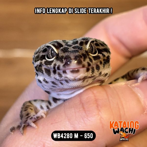 WB4280 M | Gecko Ireng 🖤🖤🖤