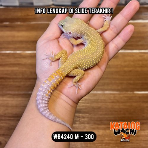 126 WB4240 M | Super Rare Morph 🤯