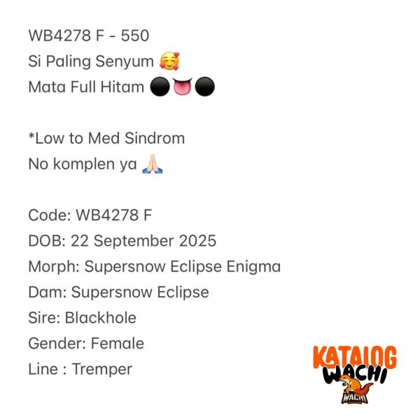 WB4280 M | Gecko Ireng 🖤🖤🖤