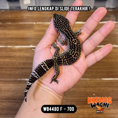 WB4480 F | GELAP Cuyy 🖤✨