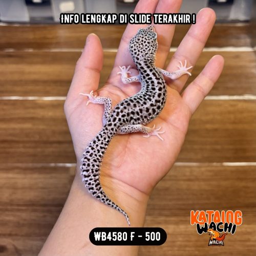 WB4580 F | Si Paling Senyum 🥰 Mata Full Hitam ⚫️👅⚫️