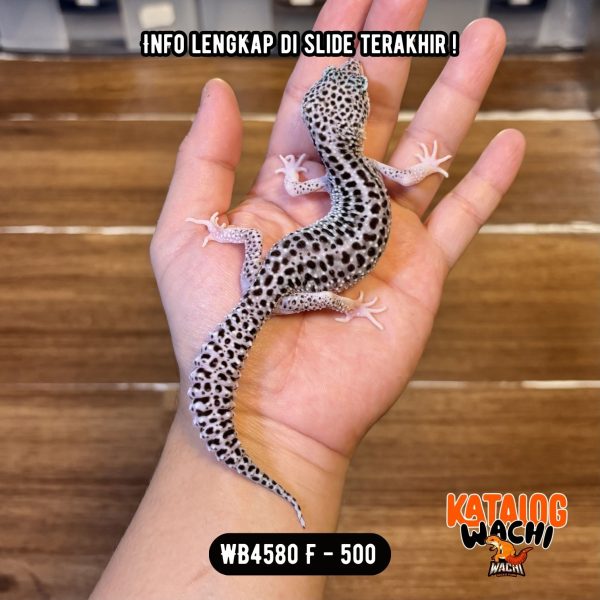 WB4580 F | Si Paling Senyum 🥰 Mata Full Hitam ⚫️👅⚫️