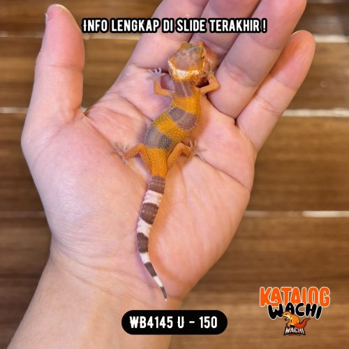 14 WB4145 U | Baby Jeruk Pedas 🍊🥵