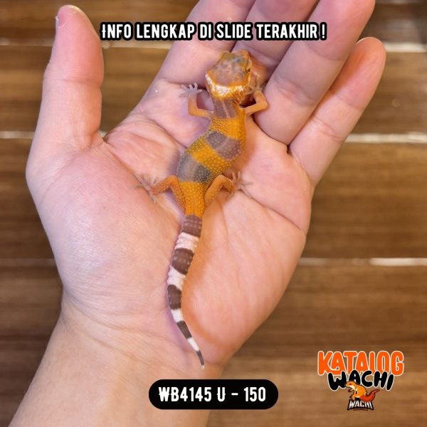 WB4145 U | Baby Jeruk Pedas 🍊🥵