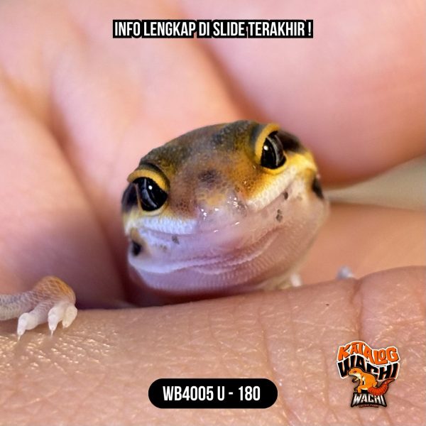 WB4005 U | Baby Jeruk Lebah 🍊🐝