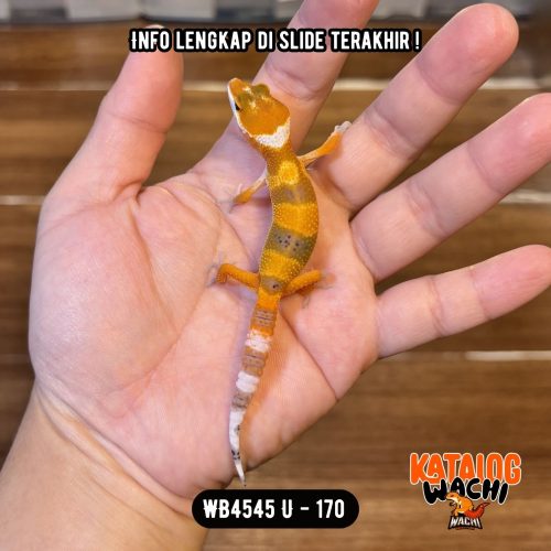 WB4545 U | Baby Jeruk 🍊