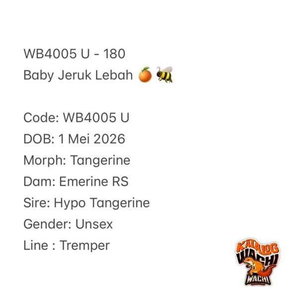 WB4005 U | Baby Jeruk Lebah 🍊🐝