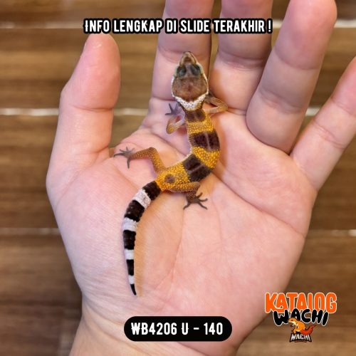 16 WB4206 U | Baby Jeruk Gelap ❤️🖤