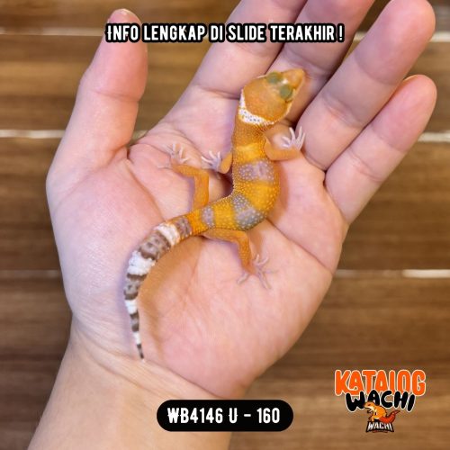 17 WB4146 U | Baby Sunglow 🍊